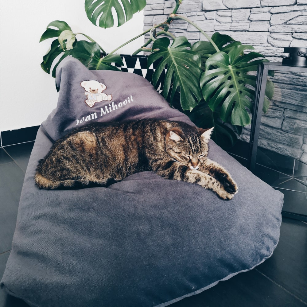 Cute cat lying in a personalized bean bag and enjoying it